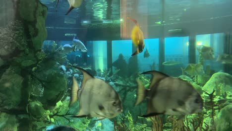 Shedd-Aquarium-Caribbean-Reef-with-stingray-and-other-fish,-Chicago