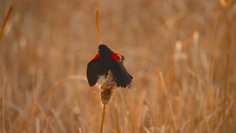Slow-motion-4k-of-a-Red-Wing-Blackbird-perched-on-a-cattail-in-a-marsh-wetland-with-wings-spread,-singing-his-mating-call-during-a-spring-sunset