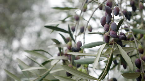 Olive-Fruits-Growing-On-A-Olive-Tree-Branch,-SLOW-MOTION