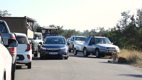 Verkehr-Auf-Der-Straße-Mit-Einem-Südafrikanischen-Löwen,-Der-Am-Straßenrand-Im-Krüger-Nationalpark-In-Südafrika-Ruht