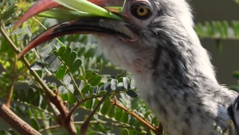 Red-billed-hornbill-chewing-and-swallow-a-praying-mantis-among-lush-vegetation,-Close-up-shot