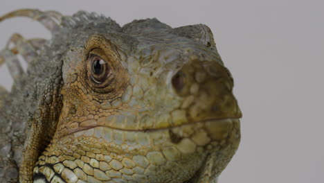 Green-iguana-stares-towards-camera---close-up-on-eye---isolated-on-white-background