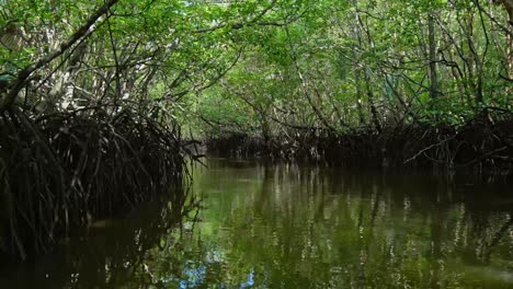 Navigating-a-waterway-in-a-mangrove-forest-on-Bintan-Island,-Riau-Islands,-Indonesia
