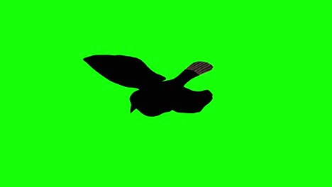 Silhouette-of-a-sparrow-flying-on-green-screen,-perspective-view
