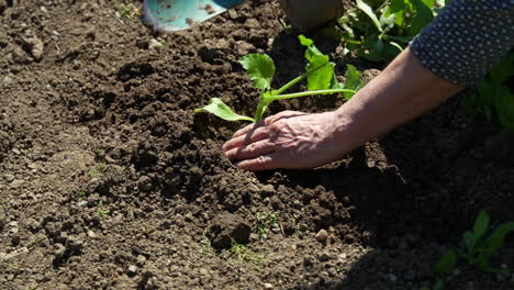 Dig-up-the-ground-to-plant-cucumber.