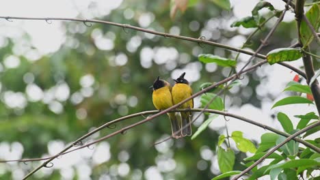 Two-individuals-perched-next-to-each-other-on-a-vine-as-the-strong-wind-blows-while-they-chirp,-Black-crested-Bulbul-Rubigula-flaviventris,-Thailand
