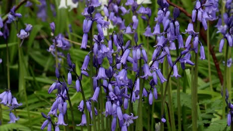 Glockenblumen,-Hyacinthoides-Non-scripta.-Frühling.-Britische-Inseln
