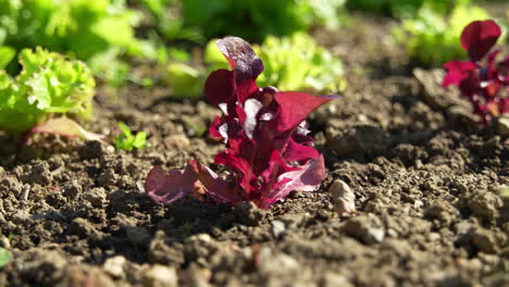 Nahaufnahme-Eines-Roten-Salats-In-Einem-Garten