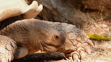 Den-Kopf-Nach-Unten-Bewegen-Und-Den-Mund-Bewegen,-Während-Er-Ruht,-Afrikanische-Spornschildkröte-Centrochelys-Sulcata,-Afrika