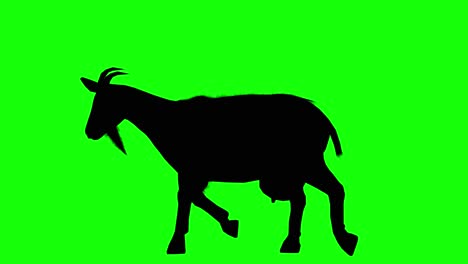 Silhouette-of-a-goat-walking-on-green-screen,-side-view