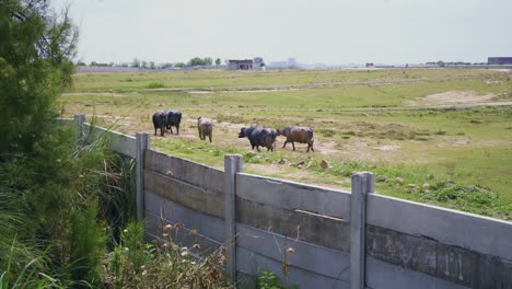 Panorama-of-grazing-buffalos-in-a-meadow-with-fresh-green-grass-in-the-field,-Slow-mo-view