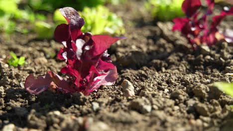 Kamerafahrt:-Nahaufnahme-Eines-Roten-Salats-In-Einem-Garten