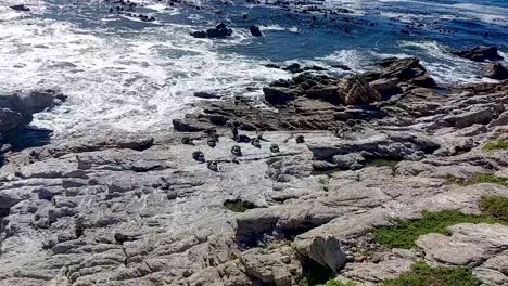 Afrikanische-Pinguine-Am-Felsigen-Ufer-Mit-Krachenden-Wellen