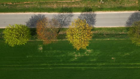 Top-down-aerial-shot-of-a-road-lined-with-a-field-and-trees-casting-shadows-on-the-road