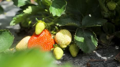 Diaaufnahme-Frischer-Roter-Reifer-Bio-Erdbeeren,-Die-An-Einem-Busch-Hängen-Und-Obstfarm-Erdbeersträucher-Im-Gewächshaus-Ernten,-Sommertag