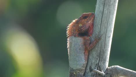 Lizard-in-tree---waiting---for--pry