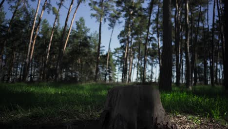 Close-up-slow-motion-shot-of-a-woman-runner-skipping-over-a-stump-in-a-picturesque-pine-forest-on-a-beautiful-morning