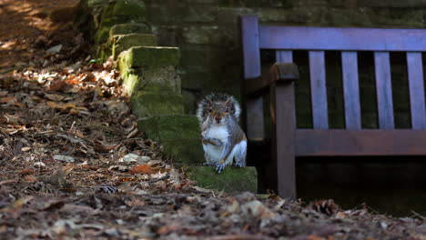 Grey-Squirrel-Standing-on-an-Old-Wall-Next-to-a-Park-Bench