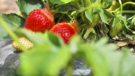 Slide-shot-of-fresh-organic-red-ripe-strawberries-hanging-on-a-bush,-harvesting-fruit-farm-strawberry-bushes-in-the-greenhouse,-summer-day