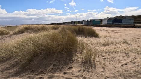 Beach-grass-growing-on-a-sunlit-sandy-beach-with-blue-sky-and-white-clouds