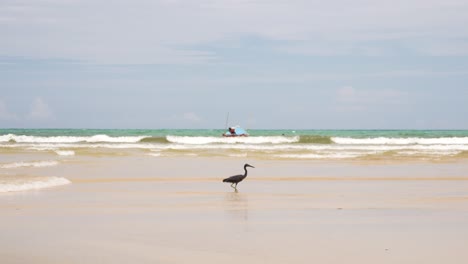 Pájaro-Caminando-En-Una-Playa-Tailandesa