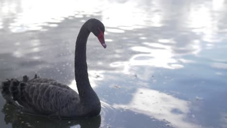 Un-Cisne-Negro-Nadando-En-El-Agua