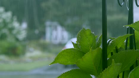 Nahaufnahme-Einer-Pflanze-Im-Regen