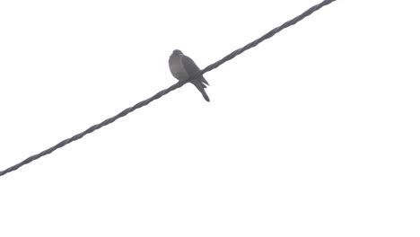 An-isolated-pigeon-sitting-on-a-power-line,-clear-white-background