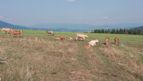 Drone-shot-of-cows-walking-on-meadow-pasture-with-hills-in-the-background
