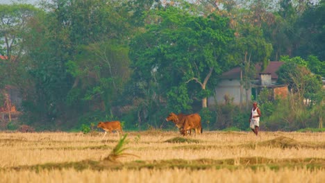 Un-Granjero-Bangladesí-Sosteniendo-Una-Hilera-De-Vacas-Domesticadas-En-Un-Campo-En-Otoño