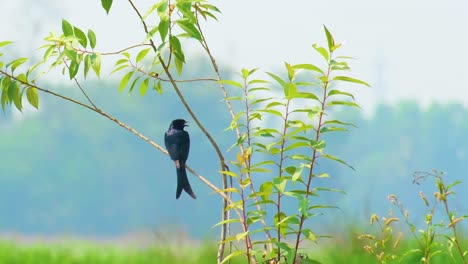 A-black-drongo-bird-perched-upon-a-tree,-that-then-flies-away