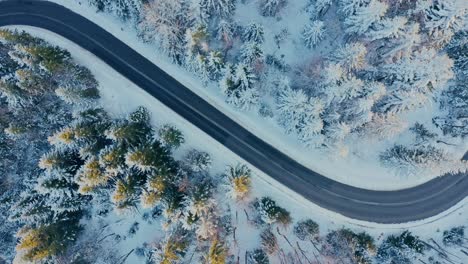 Top-Down-View-of-Winding-Winter-Road-With-Pine-Forest