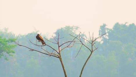 A-group-of-eagle-birds-perched-on-a-bare-tree-in-Bangladesh-with-lush-greenery-in-the-background
