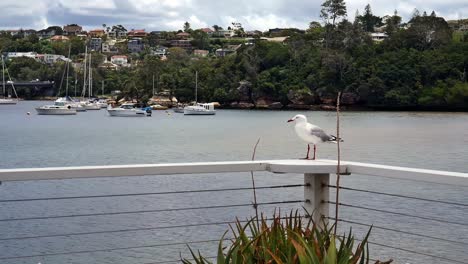 Ein-Typischer-Tag-An-Einem-Abschnitt-Des-Ruhigen-Strandes-Von-Clontarf-Im-Norden-Von-Sydney,-New-South-Wales,-Australien,-Mit-Ruhigem-Wasser-Und-Ansässigen-Booten