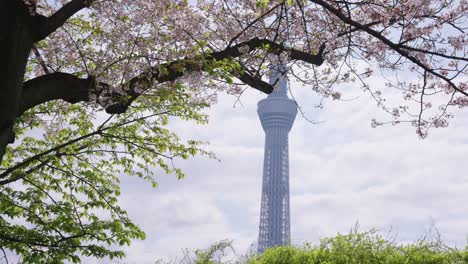 árbol-De-Sakura-Que-Florece-En-Primavera,-Tokio-Skytree-Al-Fondo,-Japón