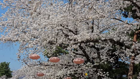 Rosa-Laternen-Und-Windräder-Hängen-Am-Zweig-Der-Kirschblüte-In-Voller-Blüte-Im-Frühling-Im-Let&#39;s-Run-Park-In-Seoul,-Südkorea