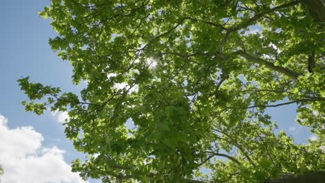 Die-Sonne-Scheint-Durch-Die-Blätter-Eines-Großen-Und-Alten-Baumes-Mitten-In-Einem-Park