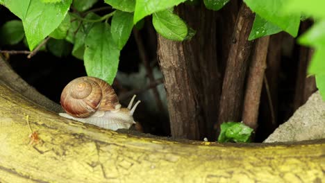 Snail-Resting-On-The-Tree-Bark-In-Rainforest