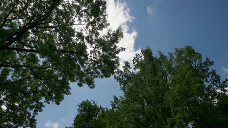 Slowmotion-Shot-under-huge-Trees-on-a-Sunny-Day-in-a-Park