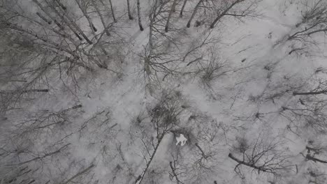 Close-drone-shot-of-forest-in-winter-with-snow