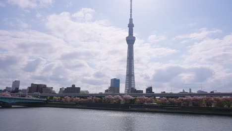 Tokyo-Skytree-and-Sumida-River,-Sakura-Trees-Blooming-on-Sunny-Spring-Day