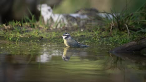 Low-static-medium-shot-of-a-Eurasian-Blue-Tit-bathing-on-the-edge-of-a-woodland-pond-with-a-green-grassy-and-mossy-bank