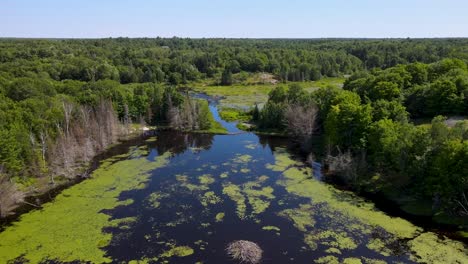 Aerial-shot-flying-over-a-swamp-towards-a-beaver-dam-near-the-Ottawa-River