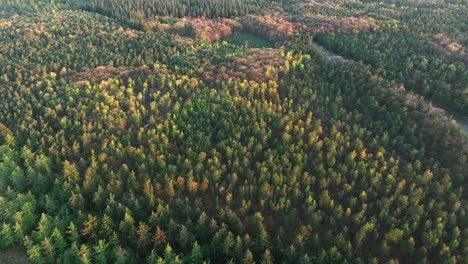 Drone-flight-over-woodland-area-with-treetops-undergoing-seasonal-change