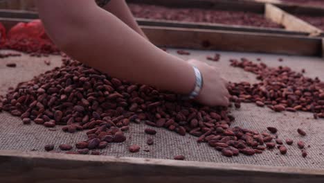 Hands-gathering-dry-fermented-cacao-beans-on-a-Chocolate-Farm-Tour-in-Maui