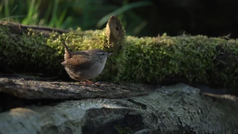 Medium-shot-of-a-Eurasian-Wren-hopping-around-on-fallen-moss-covered-logs-and-looking-around-before-flying-off,-slow-motion