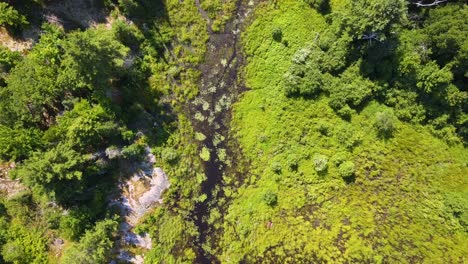 Top-down-aerial-shot-of-river-running-through-a-forest-near-Ottawa