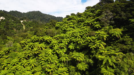 Vista-Aérea-De-La-Selva-Tropical-Cubierta-De-Palma-De-Helecho-De-Nueva-Zelanda