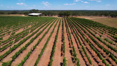 Editorial-Aerial-footage-of-grape-vineyard-in-Stonewall-Texas