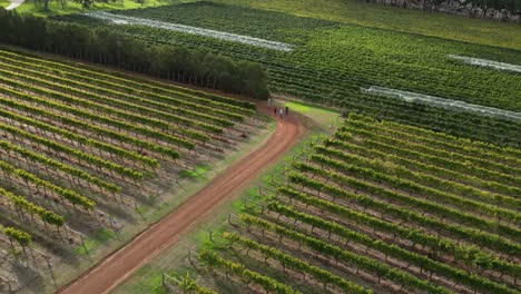 People-walking-along-path-crossing-rows-of-vineyards,-Margaret-River-Cellar-Door-Winery,-Australia